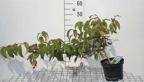 Viburnum plicatum 'Lanarth' - pot - 40-60 cm