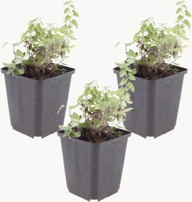 Planten Kattenkruid Nepeta Faassenii Grol, 3-delig