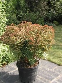 Euphorbia 'Charam' (Redwing) - pot 9x9 cm