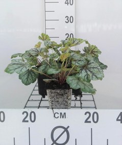 Heuchera 'Green Spice' - pot 9x9 cm