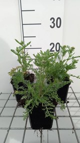 Achillea 'Pomegranate' - pot 9x9 cm