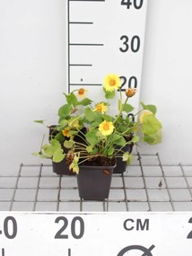 Doronicum orientale - pot 9x9 cm