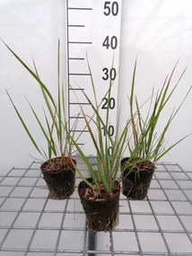 Calamagrostis x acutiflora'Karl Foerster'- biopot diameter 8 cm