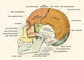 Kunstreproductie Lateral Diagram of the Bones of the Human Skull, 1906, German School,