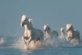 Foto Angels of Camargue, Rostovskiy Anton