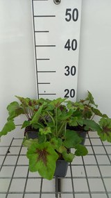 x Heucherella 'Art Nouveau' - pot 9x9 cm