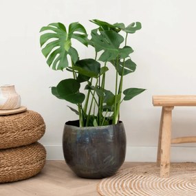 Monstera Deliciosa - 70cm