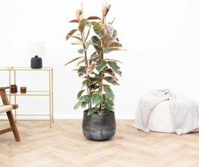 Ficus Belize struik - 140cm