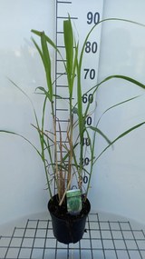 Miscanthus x giganteus - pot 3L -