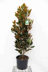 Magnolia grandiflora 'Little Gem' - pot 15L - 80-100 cm