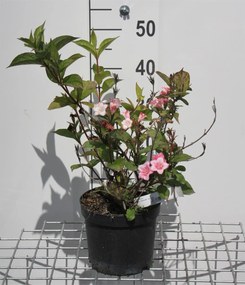 Weigela 'Courtalor' (Carnaval) - pot - 50-60 cm