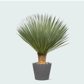 Combi deal - Yucca Rostrata op stam inclusief Bucket - 120 cm