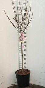 Magnolia x soulangeana - pot 18L - halfstam boom -