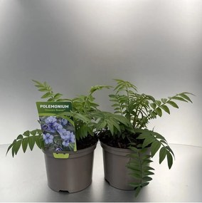 Polemonium 'Heaven Scent' - pot 9x9 cm