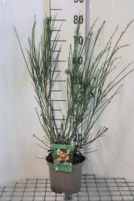 Cytisus 'Andreanus Splendens' - pot - 40-60 cm