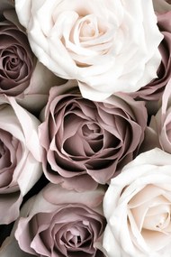 Kunstfotografie Roses, Studio Collection, (26.7 x 40 cm)