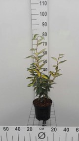 Elaeagnus x ebbingei 'Limelight' - pot - 30-40 cm -