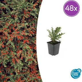 48x Cotoneaster horizontalis - ↕10-25cm - Ø9cm