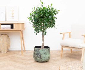Ficus Nitida gevlochten stam - 120cm