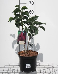 Syringa vulgaris 'Andenken an Ludwig Späth' (Ludwig Spaeth) - pot - 50-60 cm