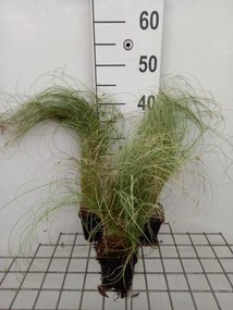 Carex comans 'Amazon Mist' (Amazon Mist Color Grass) - pot 9x9 cm