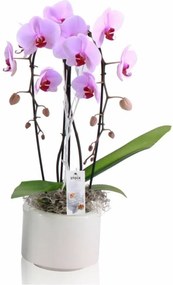 Orchidee Fleur 2 Tak Cascade Roze
