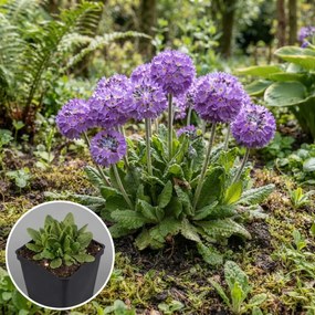 Primula denticulata - pot 9x9 cm