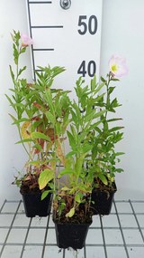 Oenothera speciosa - pot 9x9 cm