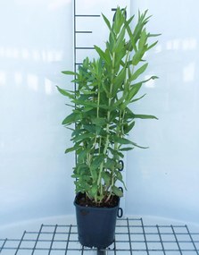 Lythrum salicaria - pot 2L
