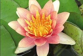 Nymphaea 'Aurora' - pot 3L