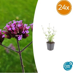 Verbena Bonariensis 'Lollipop' - 20cm