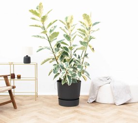 Ficus Tineke struik de luxe - 170 cm