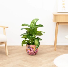 Dieffenbachia Tropic Snow - 70cm