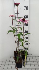 Echinacea purpurea 'Augustkönigin' - pot 9x9 cm