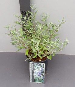 Caryopteris x clandonensis 'Lissilv' (Sterling Silver) - pot - 30-40 cm -
