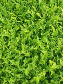 Dryopteris affinis - pot 9x9 cm -