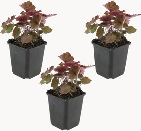 Planten Coral Bells Heuchera micrantha Palace Purple, 3-delig