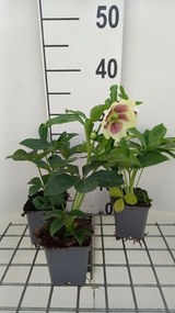 Helleborus orientalis 'Pretty Ellen White' - pot 9x9 cm