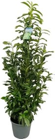 Prunus laurocerasus 'Mariblon' (Genolia) - pot 12L - 100-125 cm