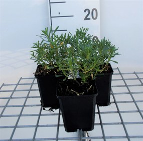 Iberis sempervirens - pot 9x9 cm -