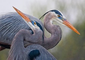 Foto Blue Herons, Mirenchu A Fernandez, (40 x 30 cm)