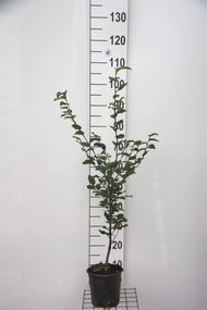 Fagus sylvatica - pot - 80-100 cm -