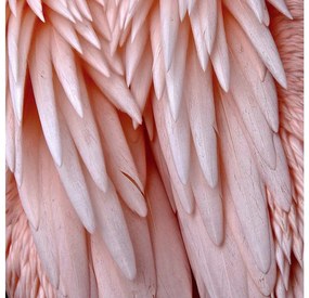 Goossens Schilderij Pink Feather, 74 x 74  cm