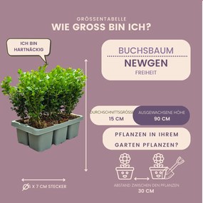 8 x 6-Pack Buxus NewGen Freedom– Winterharde Groenblijvende Struiken 48 x Ø7 cm - ↕15 cm | Compacte Buxus