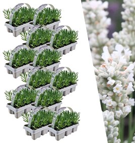 Set Lavendel Angustifolia - 15 cm