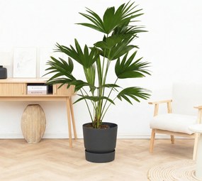Livistona - 120 cm