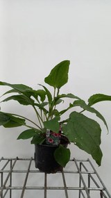 Echinacea purpurea 'Magnus' - pot 2L -
