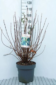 Viburnum farreri'December Dwarf'- pot 12L - 60-80 cm