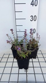 Nepeta 'Cat's Pajamas' - pot 9x9 cm -