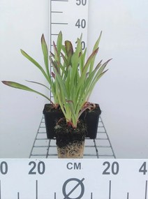 Helenium hoopesii - pot 9x9 cm